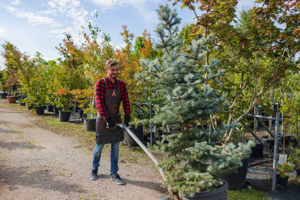 Best Tree Trimming and Pruning  in Canyon Creek, WA